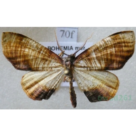 Plagodis dolabraria (Linnaeus, 1767) Nakreślik dębowiec Czech70f